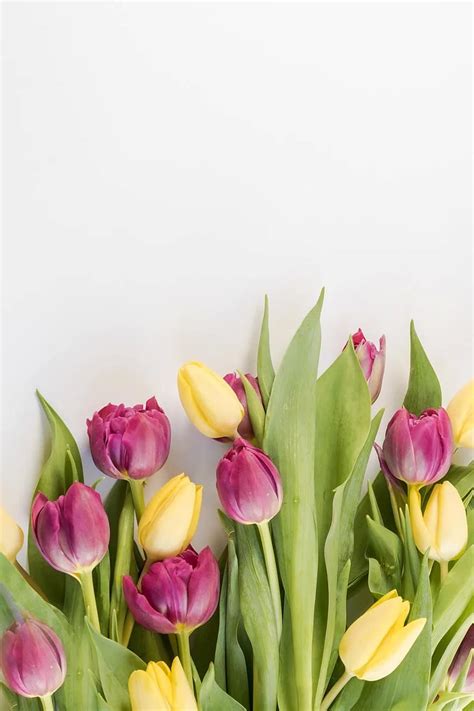 tulips, tulip, field, fields, red, background, wallpaper, flowers, bulbs, netherlands, holland ...