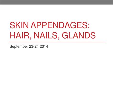 PPT - Skin Appendages: Hair, Nails, Glands PowerPoint Presentation, free download - ID:6159931