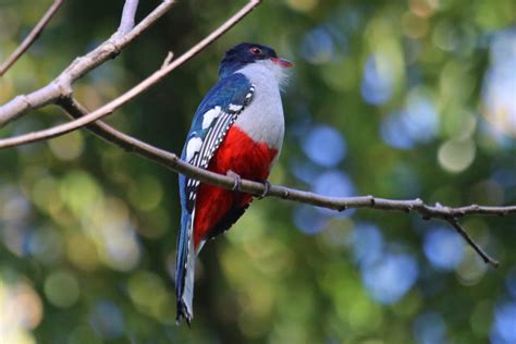 Cuban Trogon: National Bird of Cuba | Interesting Facts about Cuban Trogon