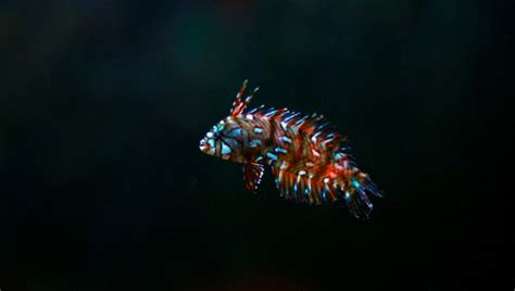 Dragon Wrasse Profile: Appearance, size, Diet |Updated| 2024