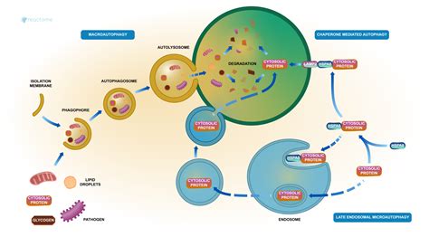 The importance of Autophagy in drug discovery