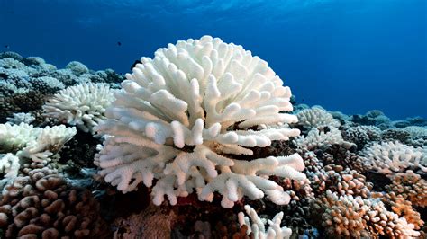 Lab-evolved algae could protect coral reefs | Science | AAAS