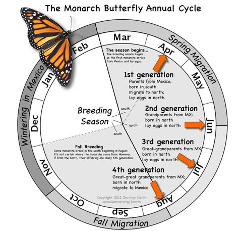 Monarch Butterfly Annual Cycle Graphic | Monarch Butterfly | Pinterest | Cycling, Butterfly and ...