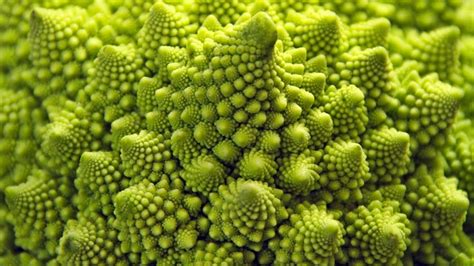 Incredible Photographs of Fractals Found in the Natural World