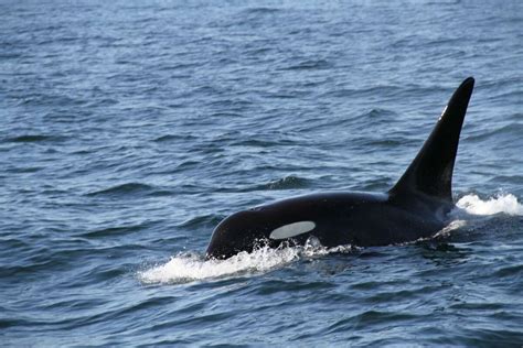 Washington's orca whale pods lose a member as oldest male, Cappuccino ...