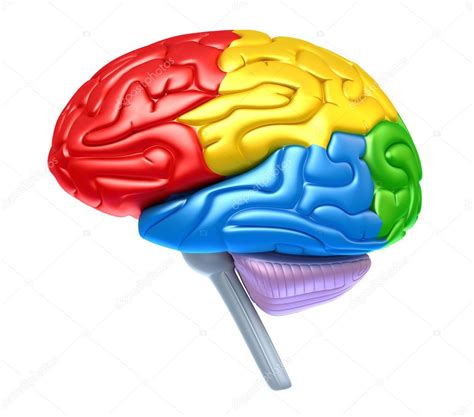 Human brain — Stock Photo © Alexmit #7245164