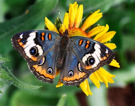 PHOTOS: Butterflies move into Butterfly Pavilion at Chatfield Farms for ...