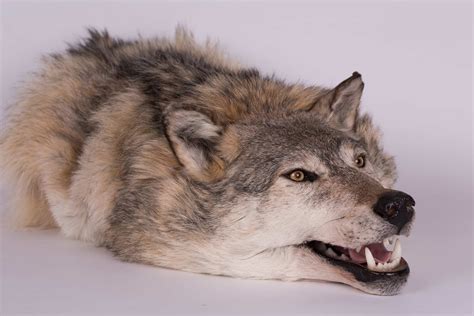 Realistic Wolf Puppets for Film | Instinct