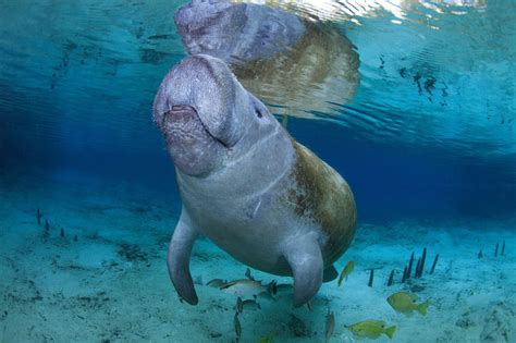 You may know West Indian manatees are one of the most adorable and graceful creatures in ...