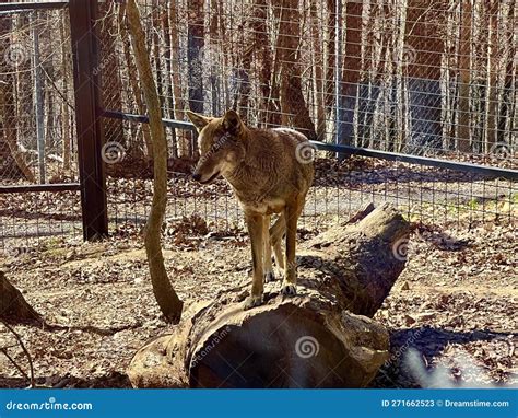 Mill Mountain Zoo stock image. Image of statue, winter - 271662523