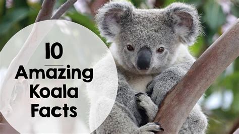 Koala Habitat Facts For Kids | Kids Matttroy