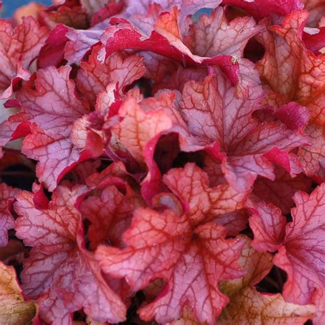 Heuchera ‘Paprika’ | TERRA NOVA® Nurseries, Inc.