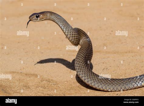 Australian Eastern Brown Snake in strike position Stock Photo - Alamy