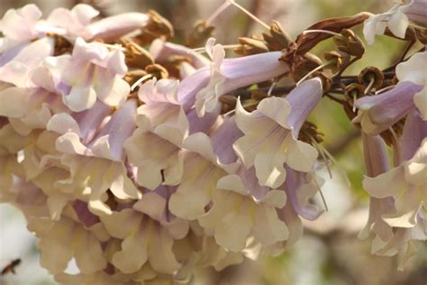 Purple and white flowers 1484559 Stock Photo at Vecteezy