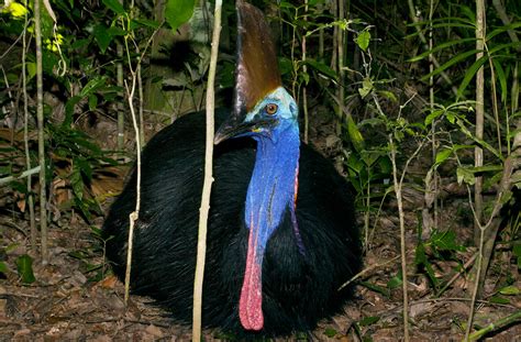 Living with Cassowaries - Part 2 - Cooper Creek Wilderness