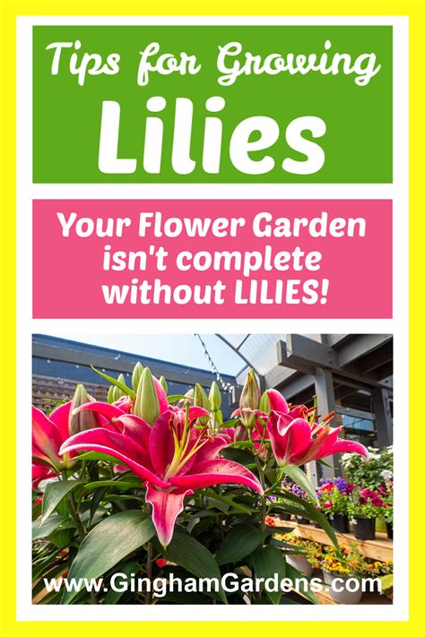 How to Grow and Maintain Lilies