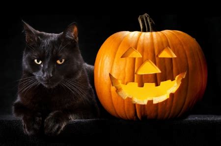 Halloween Black Cat - Cats & Animals Background Wallpapers on Desktop ...