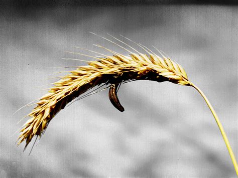 Ergot poisoning: History, causes, symptoms, and more | Mold Reporter