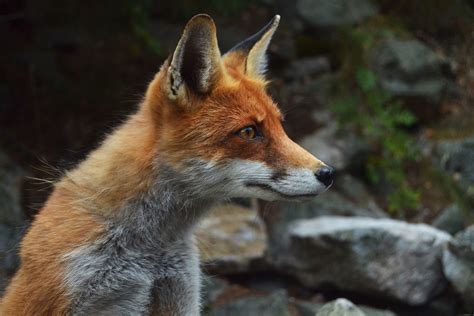 Image libre: renard, prédateur, faune, animal, carnivore, montagne