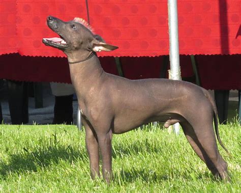 Are Xoloitzcuintles Dogs Hypoallergenic? — The Honest Truth! | Hypoallergenic Dog