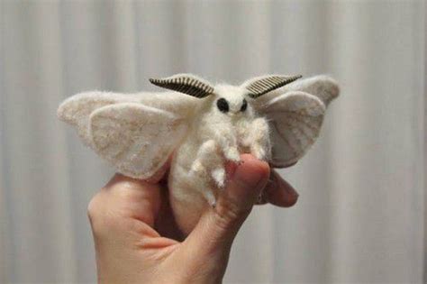 Take a minute to appreciate the fluffiness of the venezuelan poodle moth - Animals | Cute moth ...