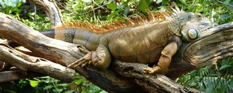 Facts About Iguanas: Information, Pictures & Video