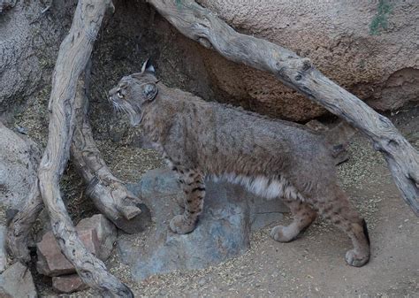 Arizona Bobcat Photograph by Dennis Boyd - Fine Art America