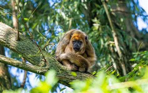 7 Terrific Titi Monkey Facts - Fact Animal