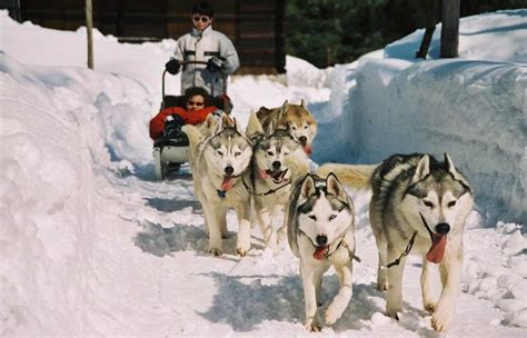 Husky sleigh rides in Zakopane and in the nearby ski resorts.