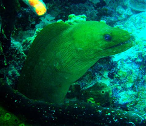 Green Moray Eel | Ocean Vue Adventures