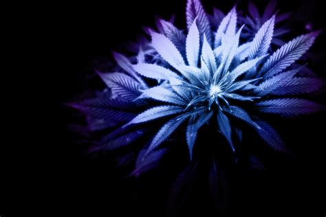 Purple Haze Wallpapers - Wallpaper Cave