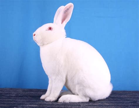 25 White Rabbit Breeds With Pictures & Videos