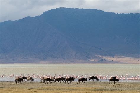 Lake Magadi, Kenya’s Pink Lake | Amusing Planet