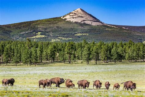 Vermejo Park Ranch - a Ted Turner Reserve | Red Savannah