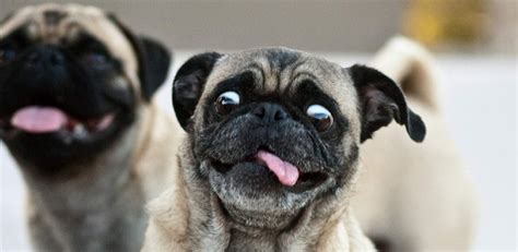 The 14 Most Ridiculous Pug Pictures Ever