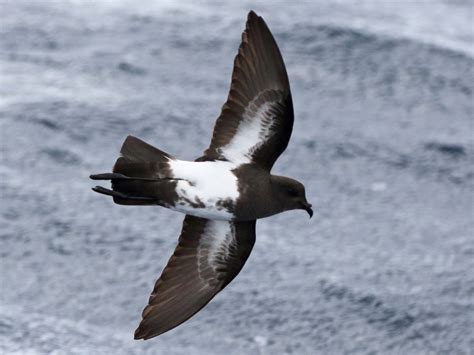 Black-bellied Storm-Petrel - eBird