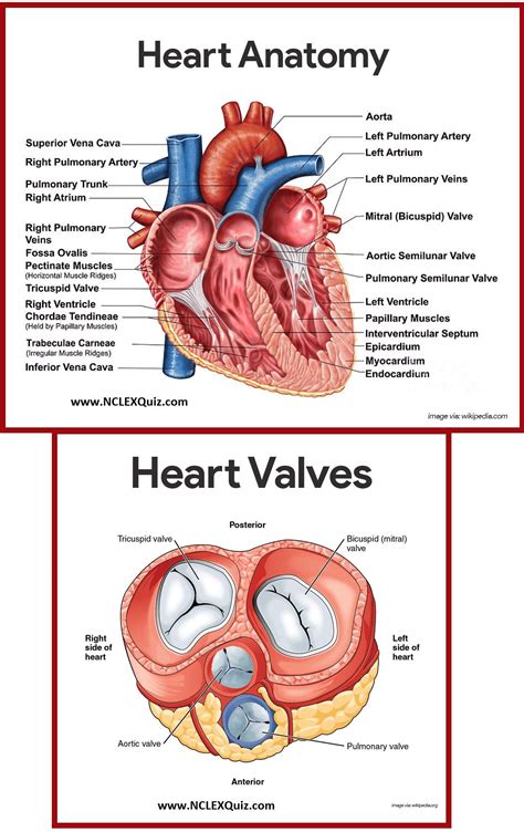 Ideen fur Anatomie Des Herzens