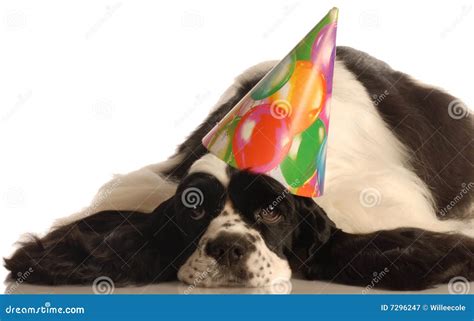 Dog Wearing Birthday Hat Royalty Free Stock Photography - Image: 7296247