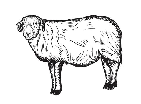 Sheep ram cartoon hand drawn sketch Domestic livestock Vector ...