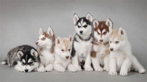 [100+] Husky Puppy Wallpapers | Wallpapers.com