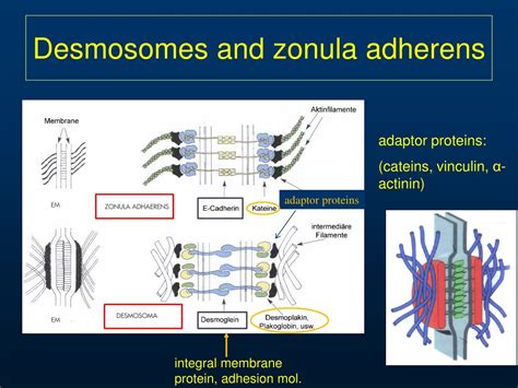 PPT - Cell adhesion, junctional structures, the epithelial cell ...