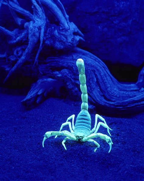 Why DID scorpions evolve to glow under UV light? The | Daily Mail Online