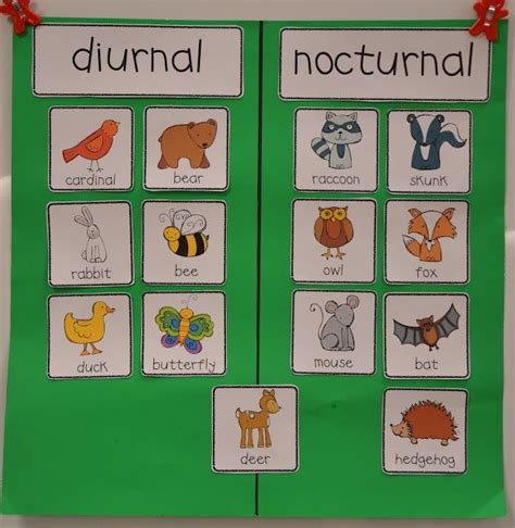 Ann Pena (annpena5bv) | Nocturnal animals kindergarten, Nocturnal ...