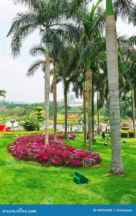 Coconut tree and flowers editorial image. Image of buildings - 44933600