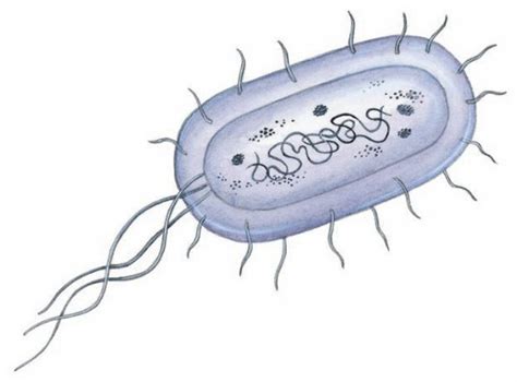 Bacteria Drawing at GetDrawings | Free download