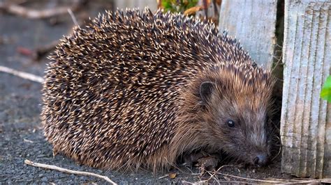 🔥 European Hedgehog (Erinaceus europaeus) : r/NatureIsFuckingLit