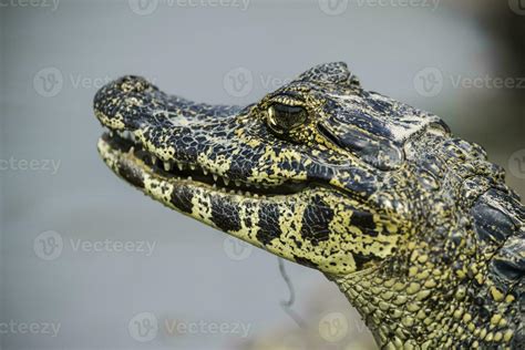 Broad snouted caiman,Caiman latirostris baby, Pantanal, Mato Grosso, Brazil. 26482686 Stock ...