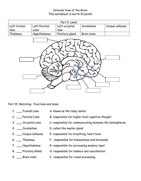 Human Brain Anatomy Worksheet | Anatomy Worksheets