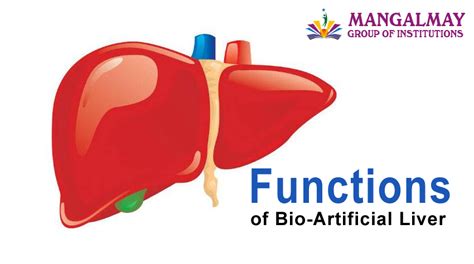 Functions of Bio-Artificial Liver - Mangalmay Group of Institutions