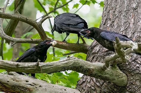 What Do Crows Eat? (And the Crafty Tricks They Use To Gather Food)